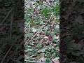 Butterbur in the Peak District