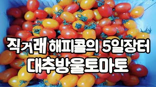 신선하고 달콤한 대추방울토마토 직거래 해피콜의 5일장터