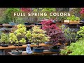 Full spring colors  japanese maple bonsai garden