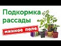 Подкормка рассады.Минное поле.