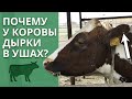 Каких животных любят на экоферме Захаровых больше всего? / Экскурсия по ферме