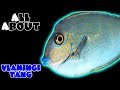 All About The Vlamingi Tang or Big Nose Unicornfish