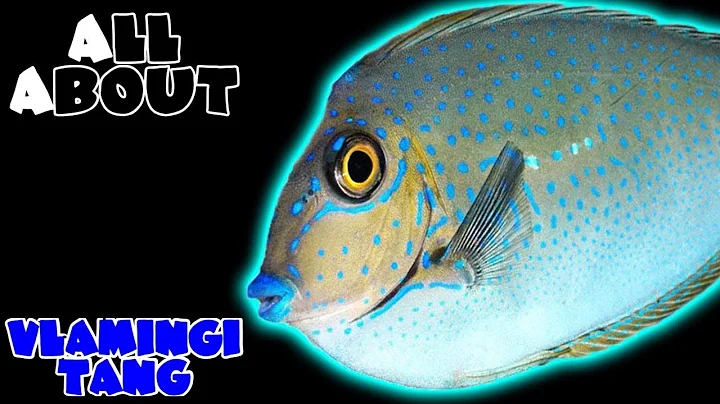 All About The Vlamingi Tang or Big Nose Unicornfish