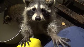 Wednesday Sept 27 - All You Can Eat All Night Buffet With The Raccoons At Jim's Diner