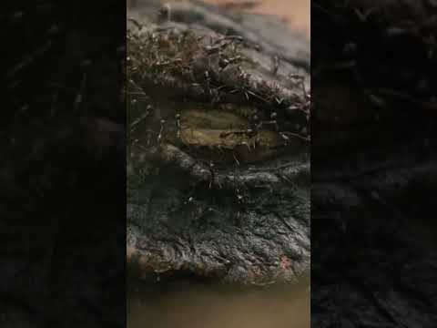 Video: Fressen weiße Ameisen Hartholz?