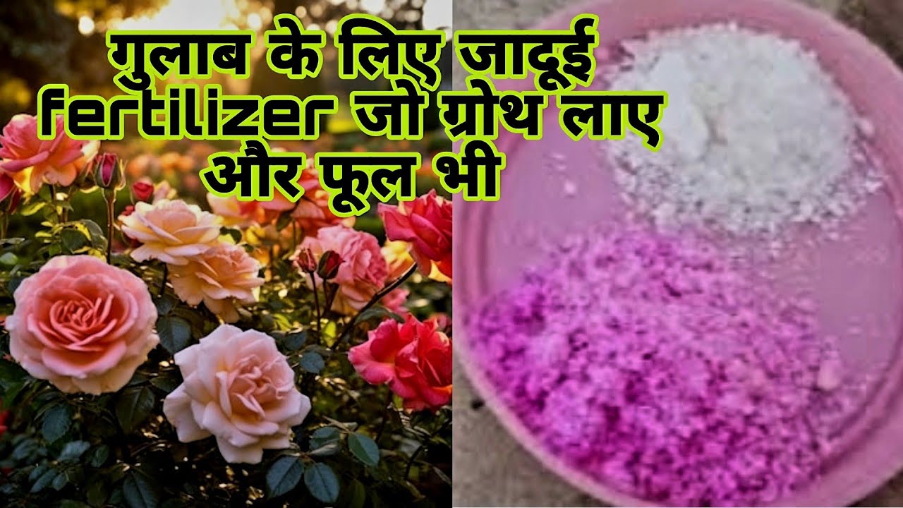 गुलाब के लिए 2 खाद स्प्रे करें ग्रोथ रोके नहीं रूकेगी  How to use NPK 19 19 19 & Epsom salt  in Rose