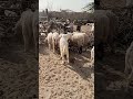الماعز ترقص بدلا من التزاوج Goat Animals Shorts 