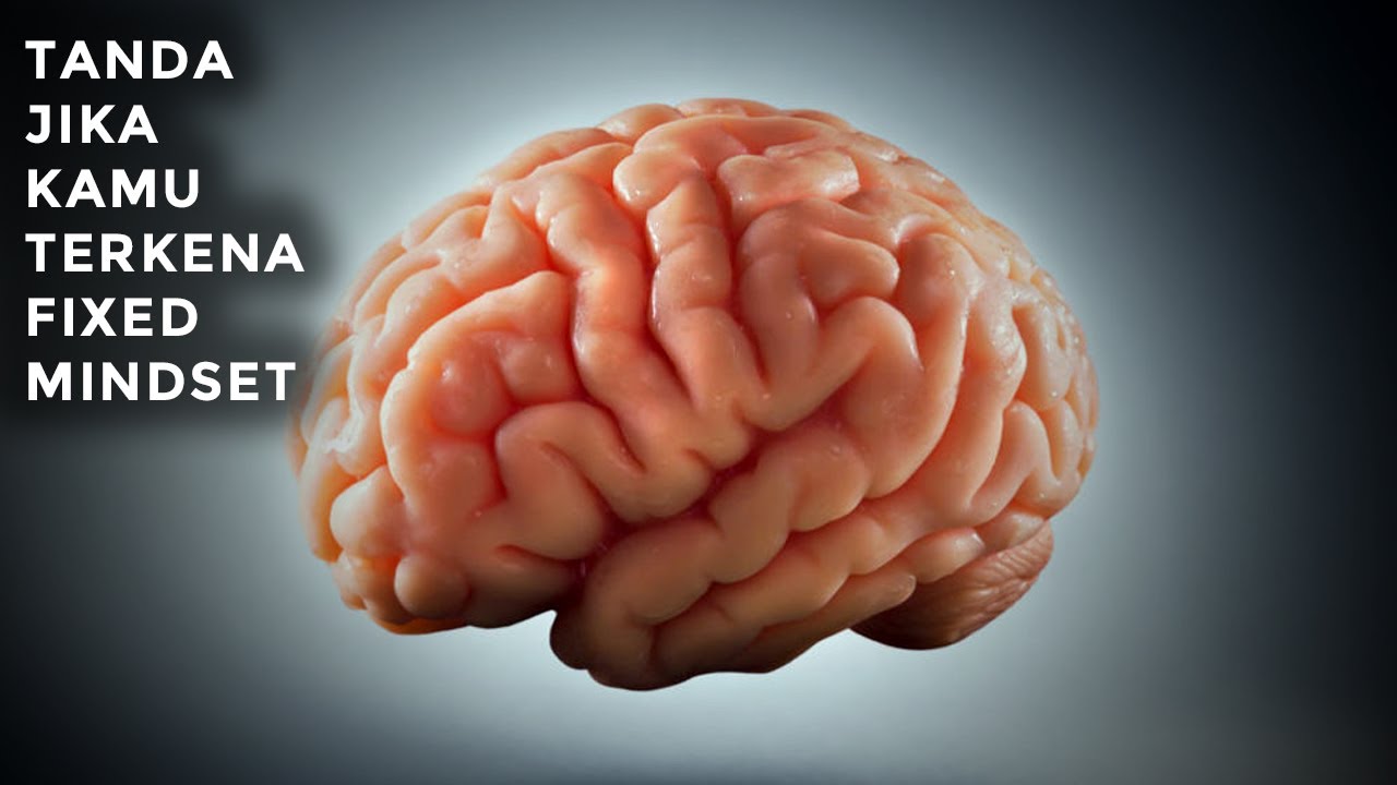 Мозг самый жирный орган