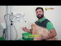 🐾 Raio-X Digital para Pets | Diagnóstico Rápido na VetClin com Dr. Rafael Godoi