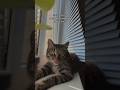 #cat #catshorts #catvideos #funny #fannyvideo #кот #смешныевидео #shortvideo #рекомендации #юмор