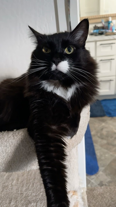 Alfy decides what we do today