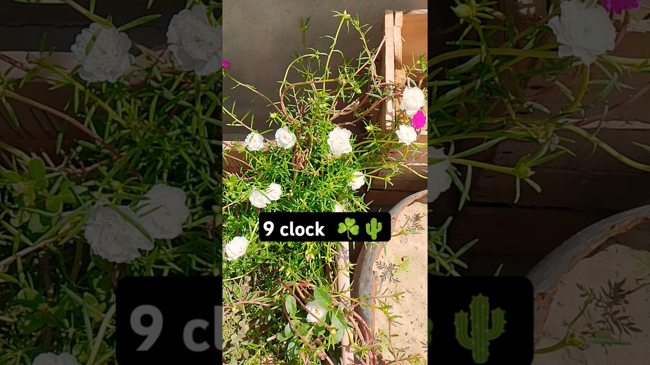 9bajiya🌵☘️plant