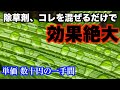 【除草剤】展着剤の効果 サーファクタント入れてない人、確実に損してます