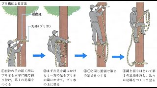 Japanese Traditional Rope Making and Tree Climbing | ブリ縄木登り