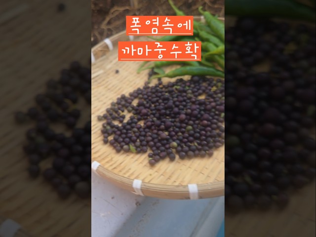 폭염속에 까마중 수확해요 #소소한행복 #옥상텃밭 #까마중수확