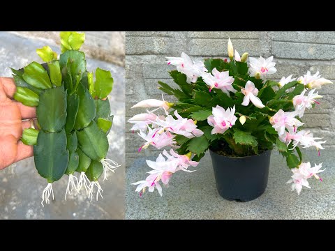 Video: Rotten Christmas Cactus Roots – So reparieren Sie Weihnachtskakteen mit Wurzelfäule