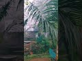 Snow Falling at My Home |Garden in Snow| Masala Leaf Tree|Organicgardening| HomeGarden | NatureVideo
