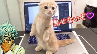 かまって欲しくて仕方ない子猫が可愛すぎる【赤ちゃん短足マンチカン】