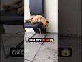 Relaxing 🐶 #shorts #short #shortvideo #trending #youtube #ytshorts #fyp #viral #viralvideo #dog #dog