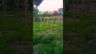 Bari bari building a nehi hame to apna gaon poshant hai🌿38/365#villagerlifestyle #shortsvideo#viral