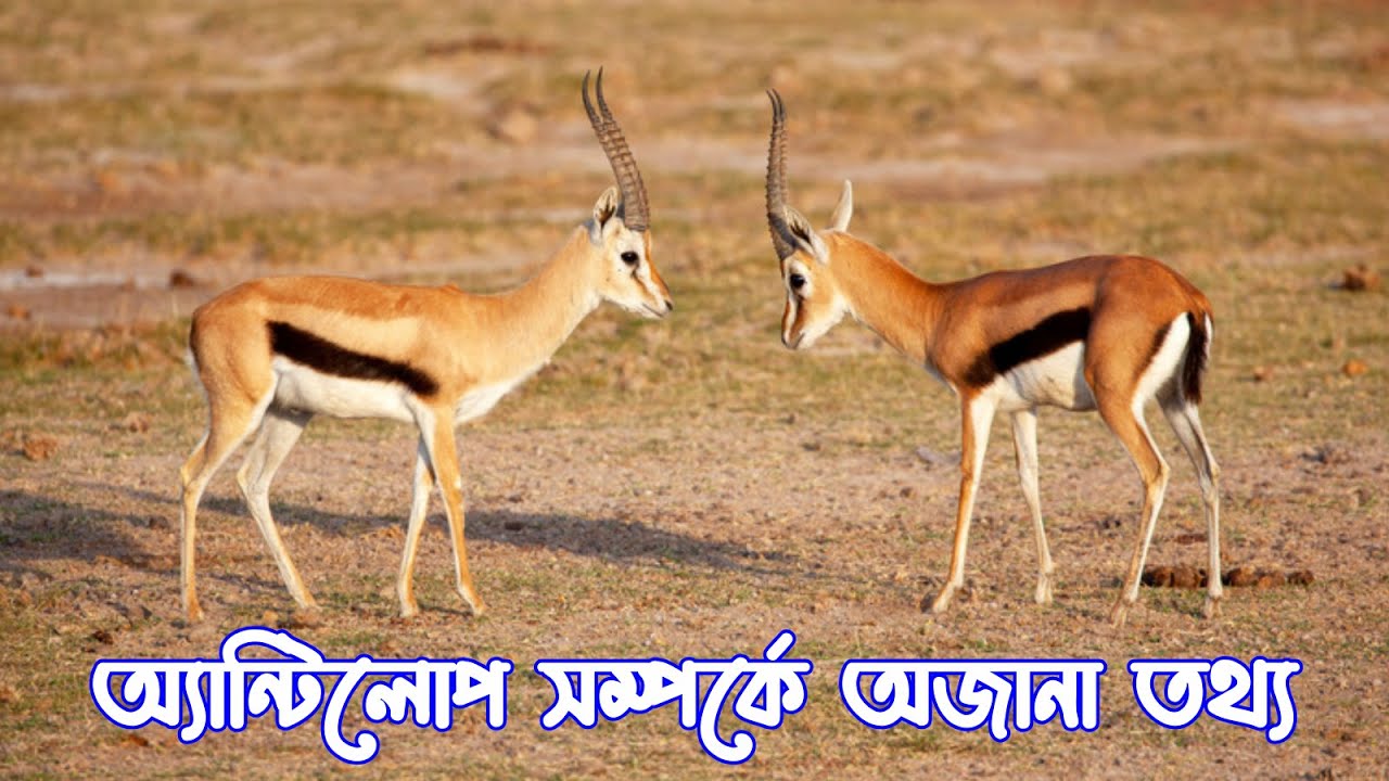 অ্যান্টিলোপ সম্পর্কে অজানা তথ্য | Facts About Antelope
