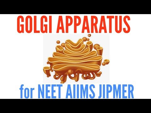 function of golgi apparatus - cinemapichollu