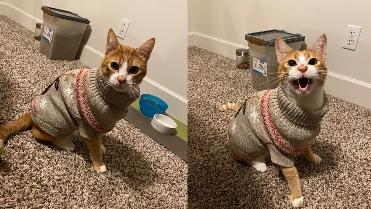 Cute Orange Tabby Cat Wears A Christmas Holiday Sweater
