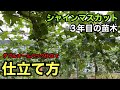 「ぶどうの作業」シャインマスカット。苗木の仕立て方