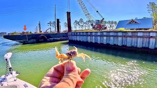 I Tossed a LIVE! CRAB along this SEAWALL and Caught THIS...[Delicious Catch, Clean, and Cook]