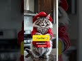 cat talking to 🤭Laiba🤭 #catlover #catlife #kitten#cute#shorts
