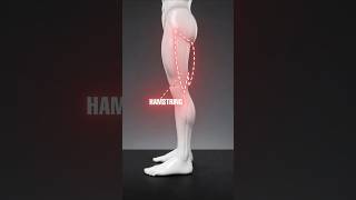 Flat legs from the side? Build your hamstrings the right way.