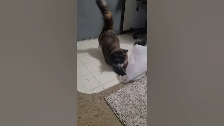 surprise mf cat version