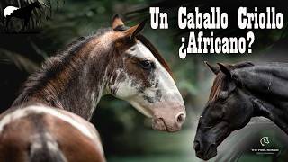 Dongola El Caballo Africano Que Parece Un Criollo Serán Hermanos? -Del Cerro Soy