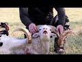 2019 Texas Dall Sheep