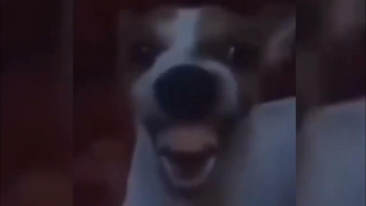 Собака смеется мем видео Dog Laughing Meme ( Sound Effect ) - YouTube