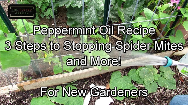 For New Gardeners: Using Peppermint Oil on Cucumbers - Recipe, Stopping Spider Mites & More