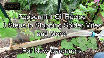 For New Gardeners: Using Peppermint Oil on Cucumbers - Recipe, Stopping Spider Mites & More