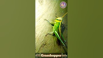 Grasshopper Video 🦗 Giant Grasshopper 🦗 Insects Video #grasshopper #insects #shorts #wildlife