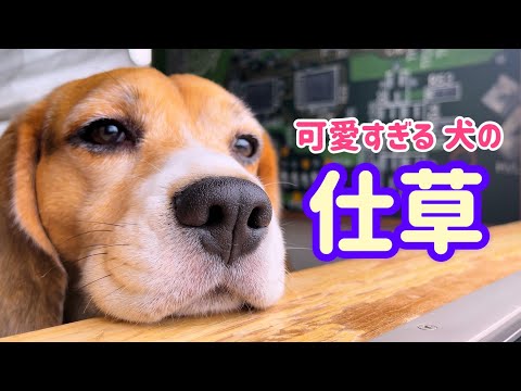 犬の鼻で 天気予報してみる
