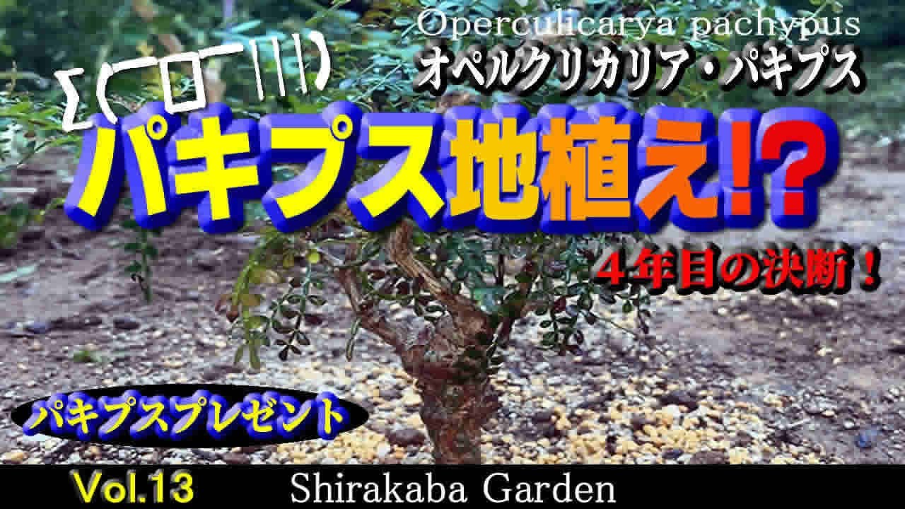 ■パキプス地植え■オペルクリカリア パキプス Vol.13・剪定・挿し木、根ざし Operculicarya pachypus・Cultivation by cuttings 塊根植物
