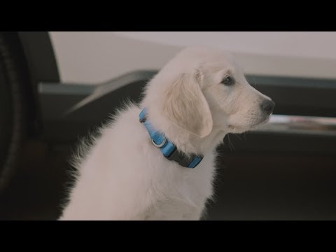 funny-commercial-dog-drop-off-subaru