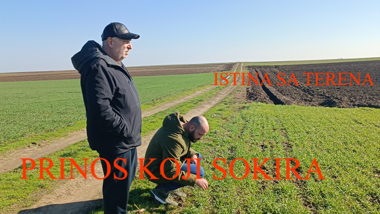PRINOS KOJI SOKIRA! DA LI JE OVO TAJNA VRHUNSKE PSENICE ? ISKUSTVO SA TERENA