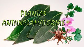 Colon hierbas desinflamatorias