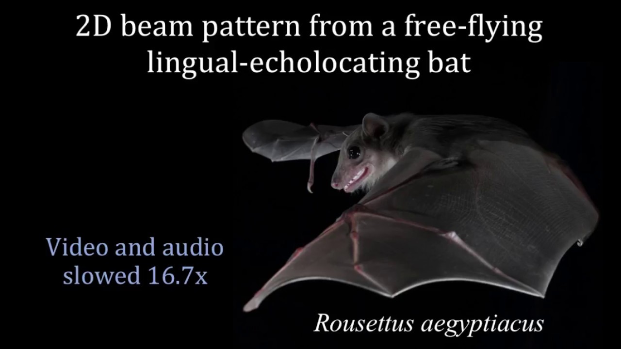 Egyptian fruit bat emits alternating left and rightpointing