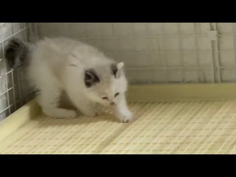 猫が浴槽でおしっこをした場合の対処法