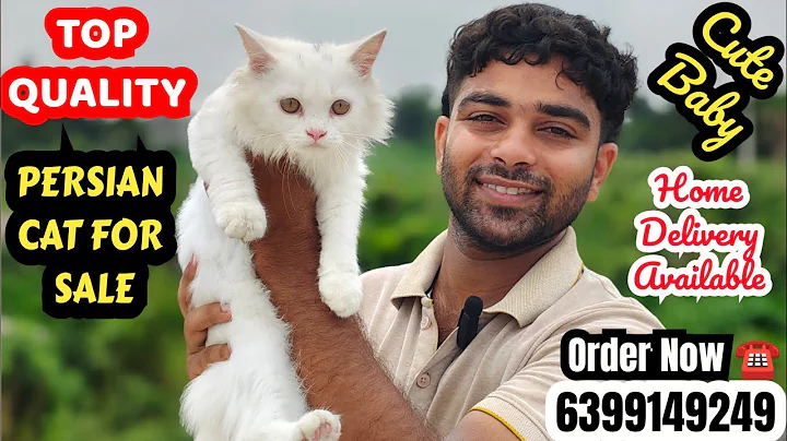Watch the video about 😍PYARI SI WHITE DOLL FACE KITTEN FOR SALE • HOME DELIVERY AVALIABLE #cat #persiancatforsale #youtube