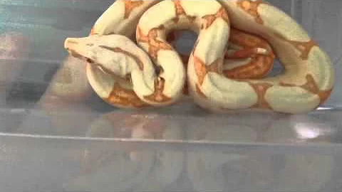 Jon's Boas