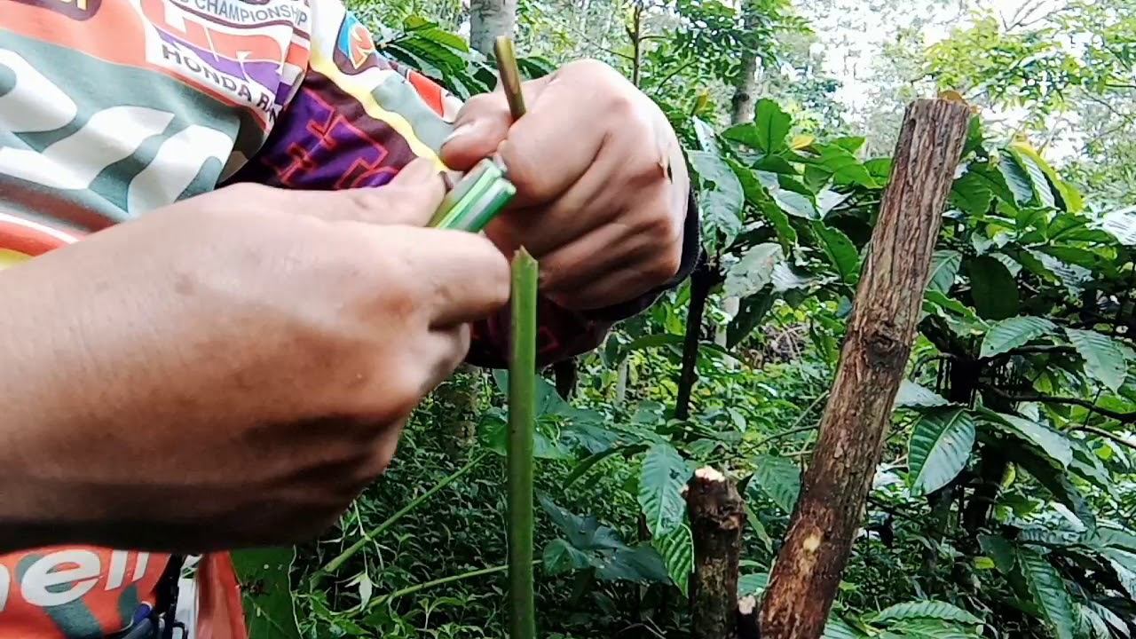 Rahasia sambung kopi cepat tumbuh tunas