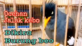 SUARA OCEHAN JALAK KEBO DI KIRA BURUNG BEO || VIRAL 2023