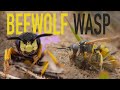 Beewolf wasp attacking bees